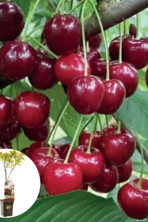 Zoetzure Dubbele Meikers Patiofruit | Nieuw in het assortiment