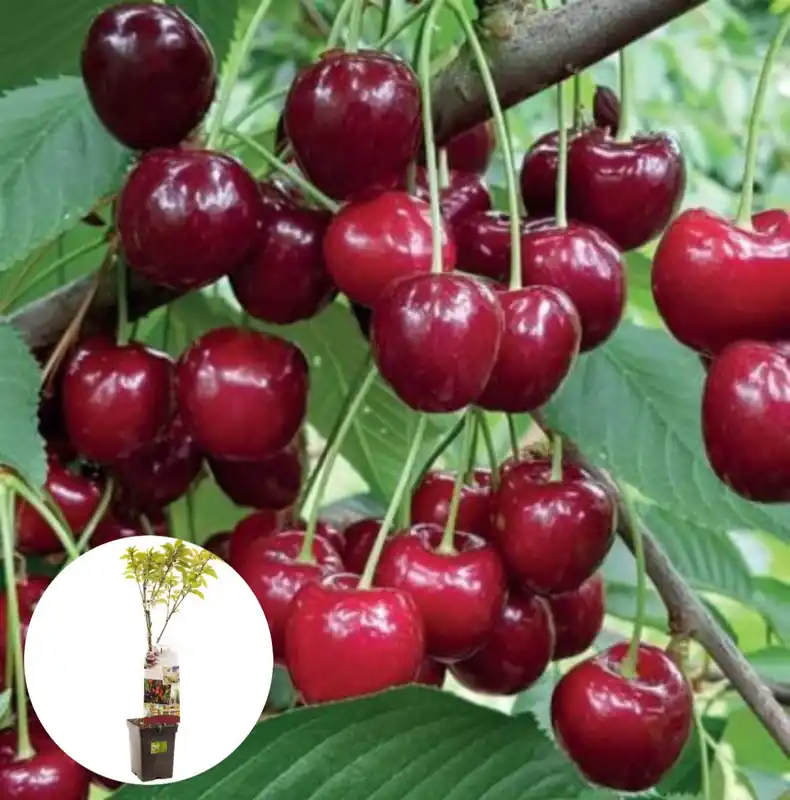 Zoetzure Dubbele Meikers Patiofruit | Nieuw in het assortiment