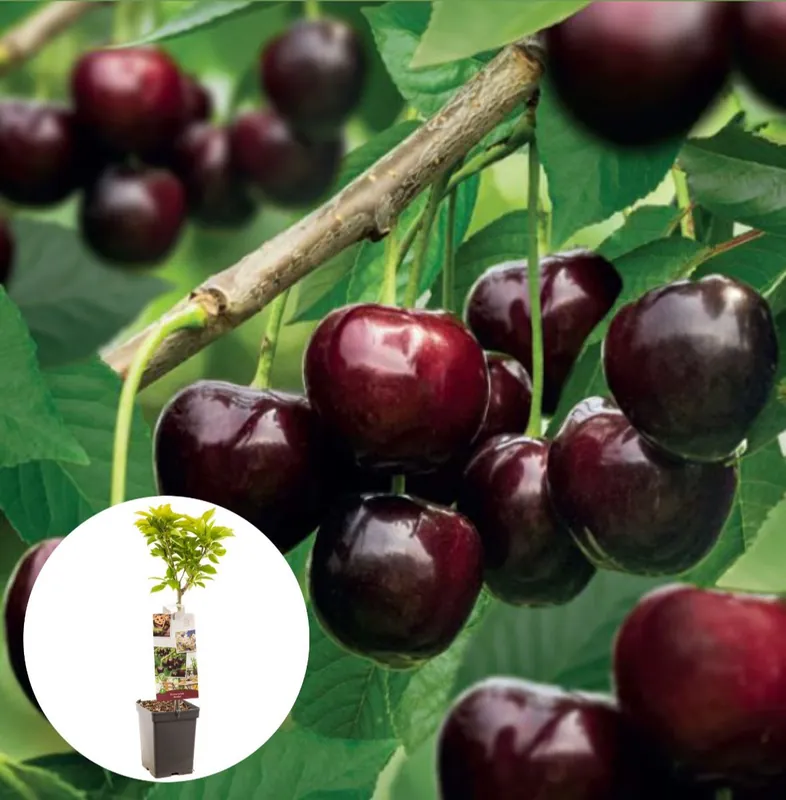 Kers Kordia Patiofruit - Veilig betalen