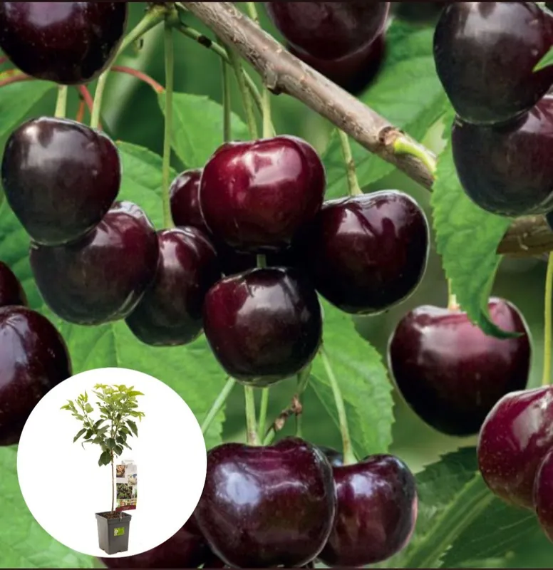 Bespaar meer | Kers Sunburst Patiofruit