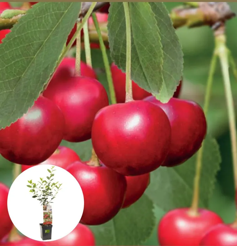 Lage prijs - Zure kers Morel Patiofruit