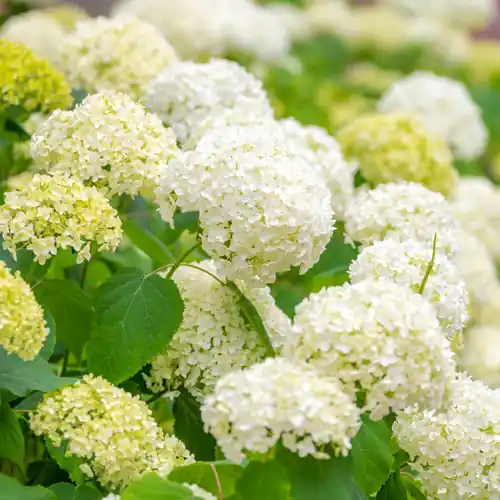 Extra korting - Hydrangea Strong Annabelle