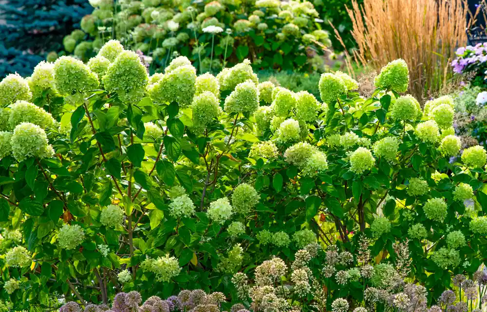 Actieprijs - Hydrangea paniculata Little Lime