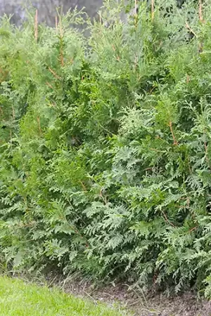 Aanplantservice Coniferen - OP AANVRAAG | Verlaagde prijs