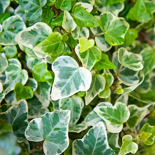 Nieuw in het assortiment - Hedera helix Glacier