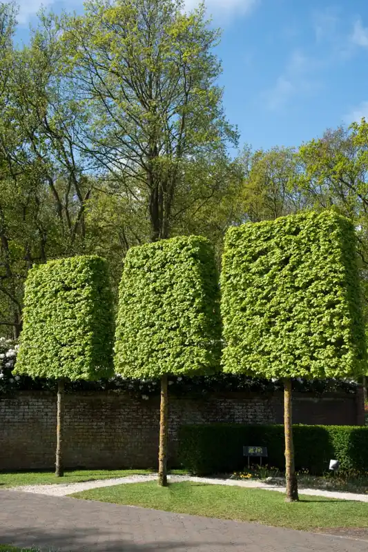 Blok Esdoorn | Mis het niet