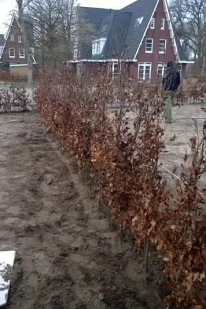 Aanplantservice beukenhaag - Hoog gewaardeerd