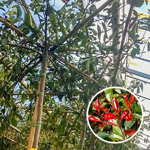 Dak Photinia | Actie loopt bijna af