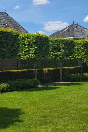 Scherp geprijsd | Blok Carpinus