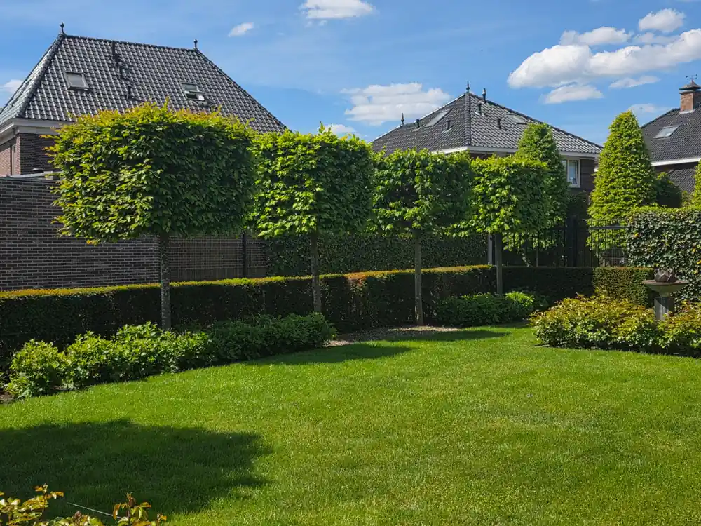 Scherp geprijsd | Blok Carpinus