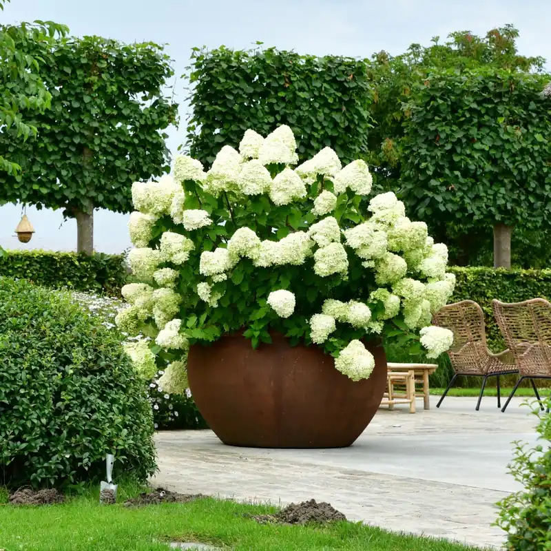 Hydrangea paniculata Vanille Fraise | Bestseller