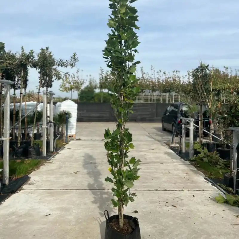 Online kopen - Liriodendron tulipifera Fastigiata