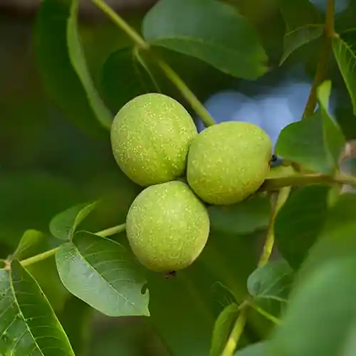 Walnotenboom Coenen - Veel voordeel