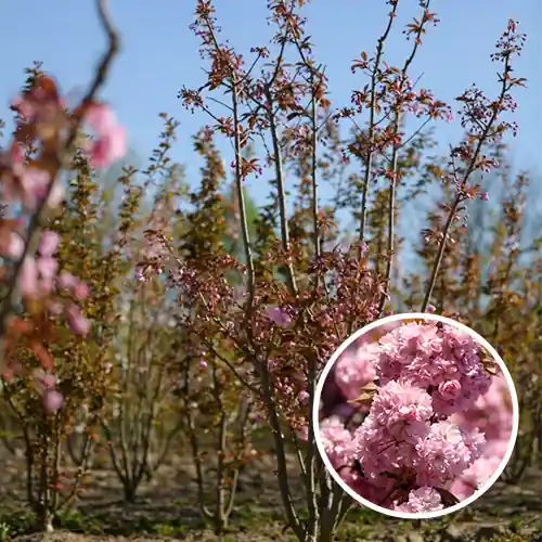 Meerstammige Japanse sierkers | Eenvoudig retourneren