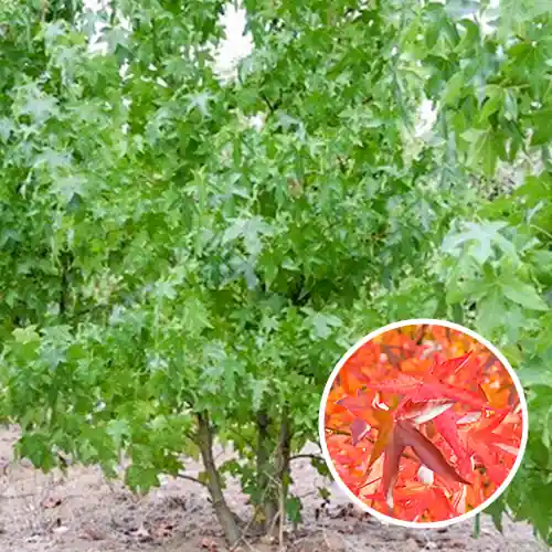 Meerstammige Amberboom - Scherp geprijsd