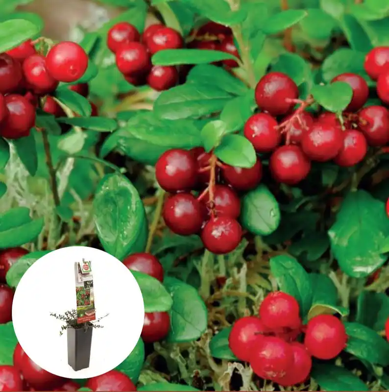 Cranberry 30-35 cm - Speciale deal