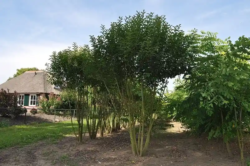 Meerstammige Liguster | Uitverkoop