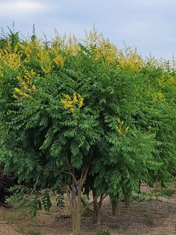 Direct leverbaar - Meerstammige Koelreuteria paniculata