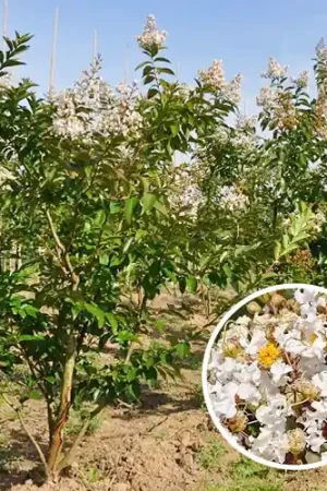 Trending - Meerstammige Lagerstroemia Natchez