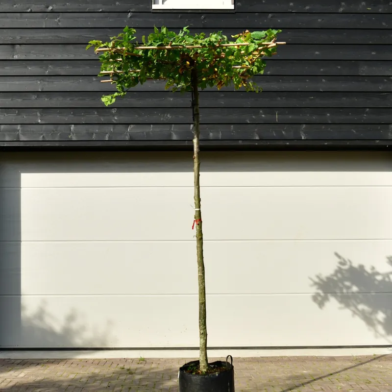 Dak Carpinus | Outlet