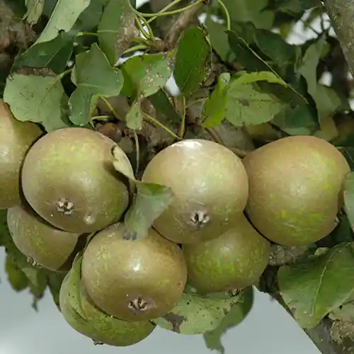 Perenboom Kleipeer/winterjan | Dagdeal