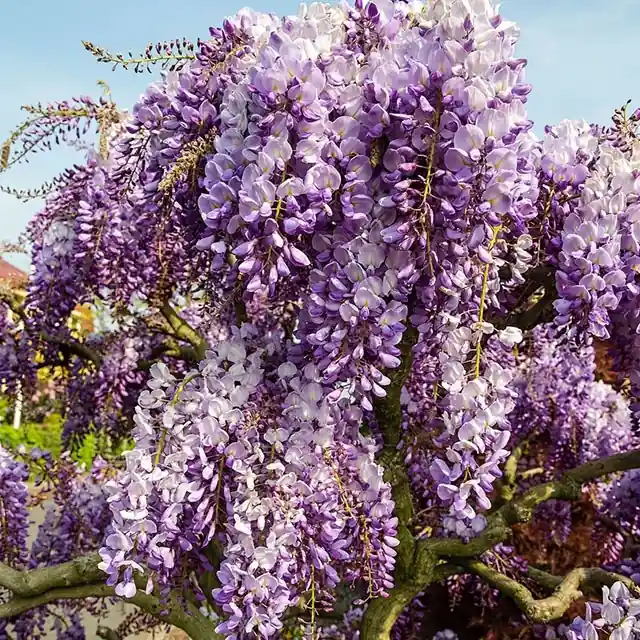 Voordeelprijs - Wisteria sinensis Prolific