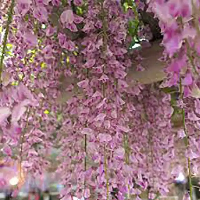 Nieuw in de shop - Wisteria floribunda Rosea