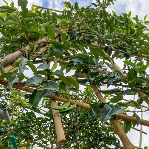 Actieprijs | Set voor het doorverbinden van Leibomen