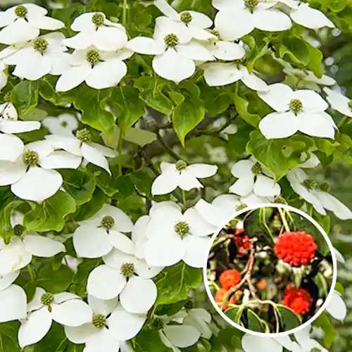 Japanse grootbloemige kornoelje | Hoog gewaardeerd