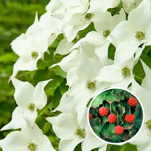 Kornoelje Cornus kousa Milky Way - Bijna uitverkocht
