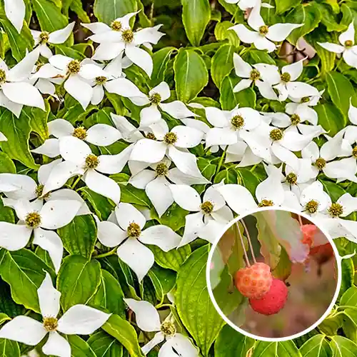 Kornoelje Cornus kousa ‘Chinensis‘ - Veel gekozen