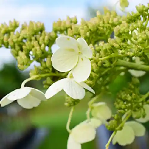 Nu beschikbaar | Pluimhortensia Kyushu