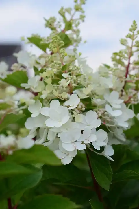 Pluimhortensia Pinky Winky | Sale