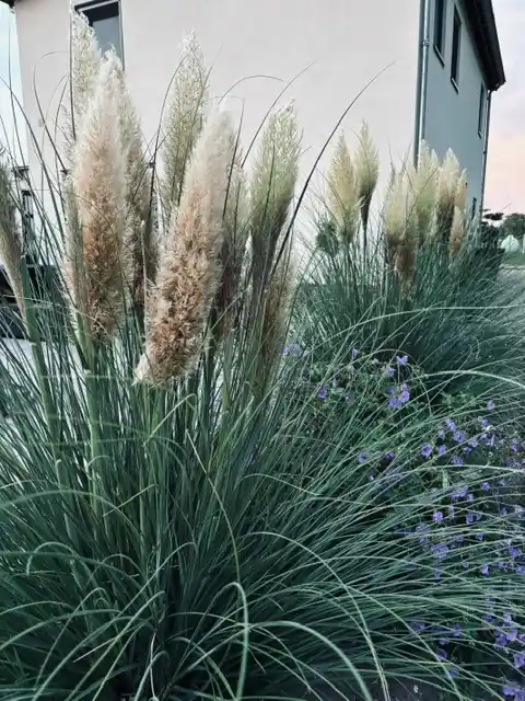 Uitverkoop | Cortaderia selloana Pumila
