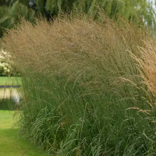 Calamagrostis acutiflora Overdam - Topdeal