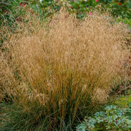 Deschampsia cespitosa Goldschleier - Prijsverlaging