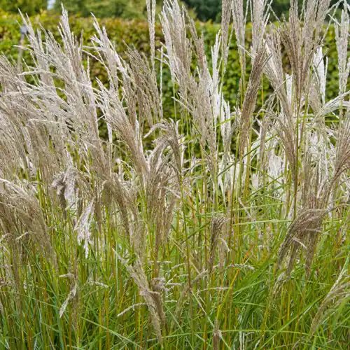 Klaar voor verzending - Miscanthus sinensis Kleine Silberspinne