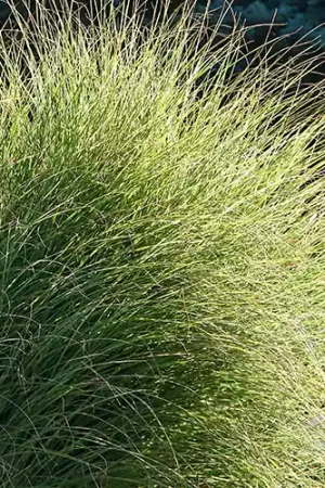 Actie | Miscanthus sinensis Morning Light
