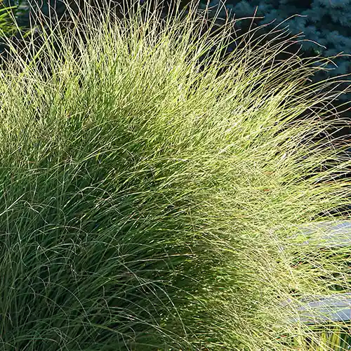 Actie | Miscanthus sinensis Morning Light
