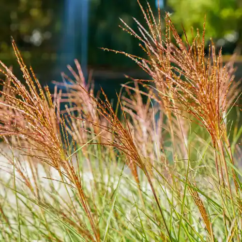 Miscanthus sinensis Red Chief - Nieuw binnen