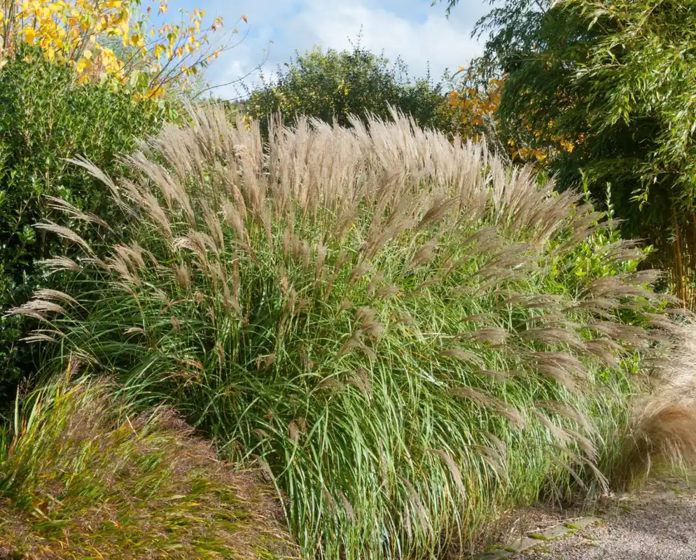 Miscanthus sinensis Yakushima Dwarf | Nieuw