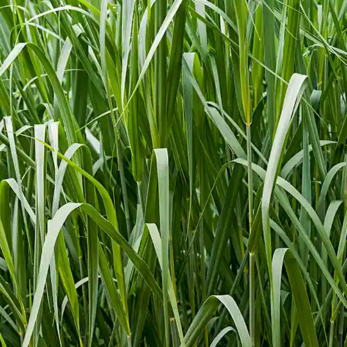Panicum virgatum Dallas Blues | Veel gevraagd