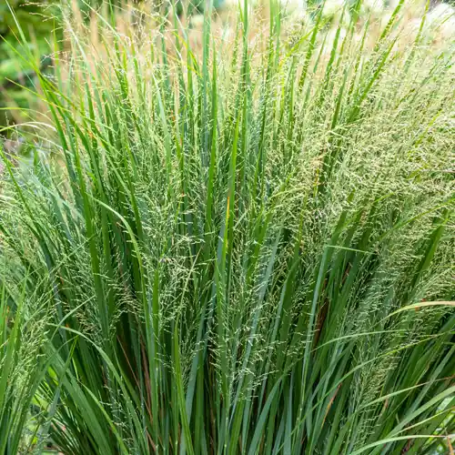Panicum virgatum Northwind - Veilig winkelen