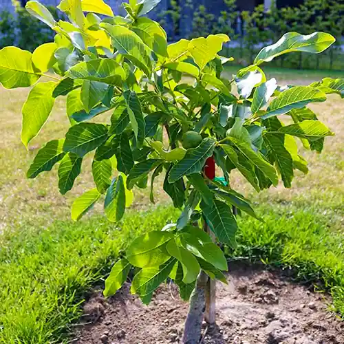 Walnotenboom Rita - Hoog gewaardeerd