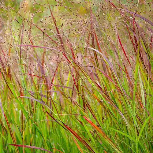 Panicum virgatum Rotstrahlbusch - Tijdelijk aanbod