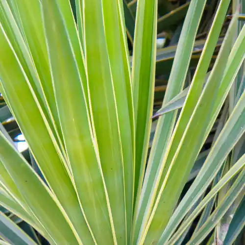Yucca filamentosa Bright Edge - Zolang de voorraad strekt