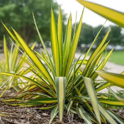 Yucca filamentosa Color Guard | Extra voordeel