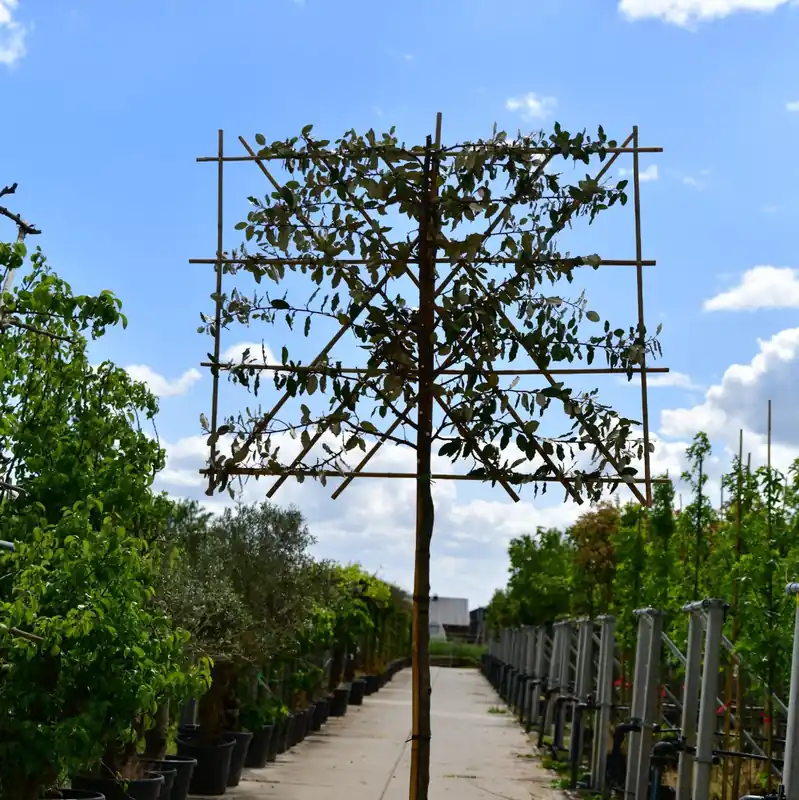 Lei Elaeagnus - Olijfwilg | Fabrieksprijs