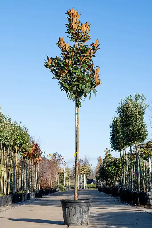 Magnolia grandiflora boom - Trending