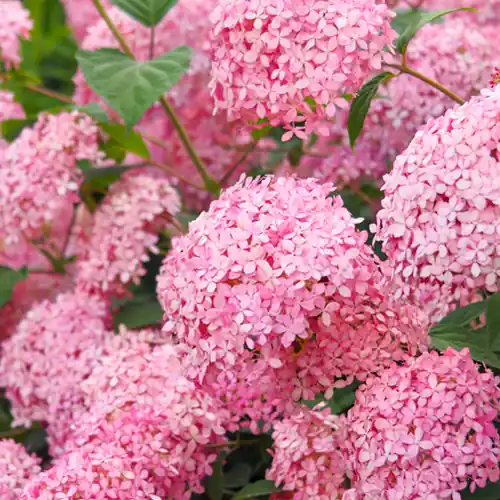 Meest verkocht | Hydrangea Pink Annabelle